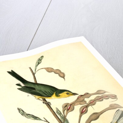 Hooded Flycatching Warbler by John James Audubon