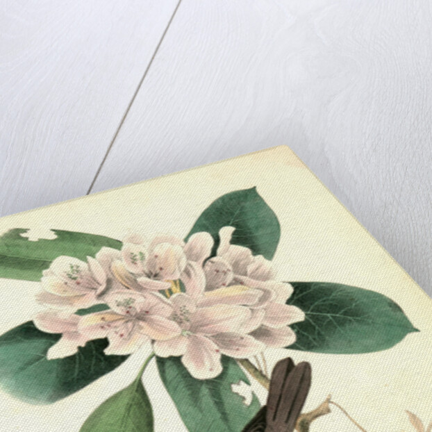 Canada Flycatcher by John James Audubon