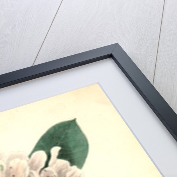 Canada Flycatcher by John James Audubon