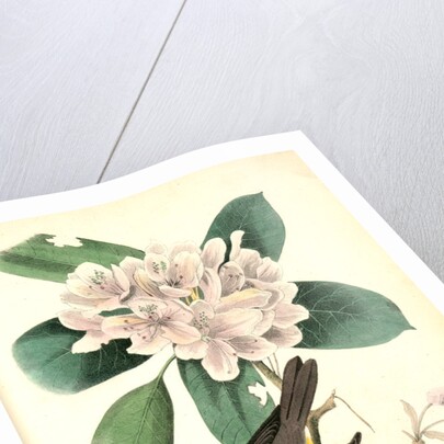 Canada Flycatcher by John James Audubon