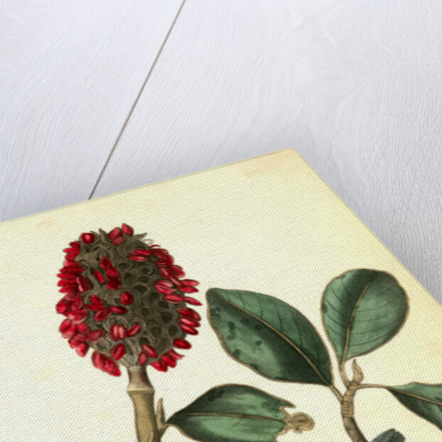 Bonaparte's Flycatching-Warbler by John James Audubon