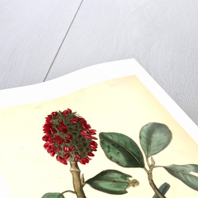 Bonaparte's Flycatching-Warbler by John James Audubon