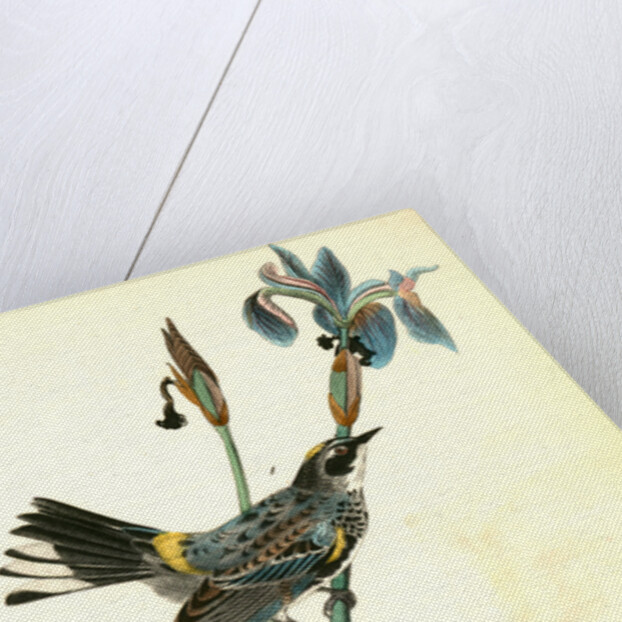 Yellow-crowned Wood-Warbler by John James Audubon