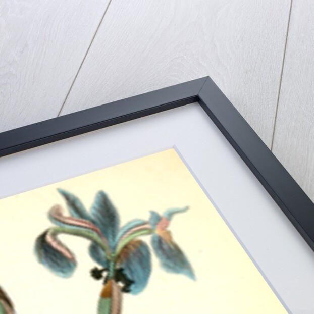 Yellow-crowned Wood-Warbler by John James Audubon