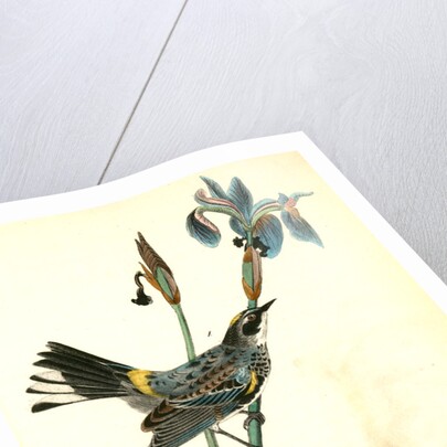 Yellow-crowned Wood-Warbler by John James Audubon