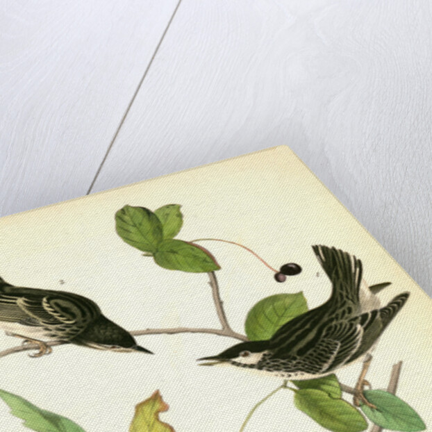 Blue-Grey Flycatcher. (Black Walnut. Juglans nigra.) by John James Audubon