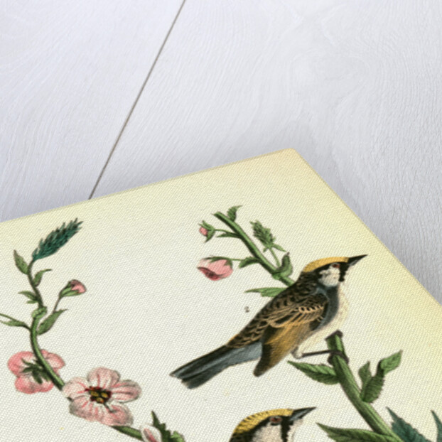 Chestnut-sided Wood-Warbler by John James Audubon