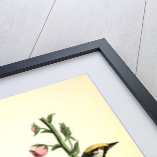 Chestnut-sided Wood-Warbler by John James Audubon