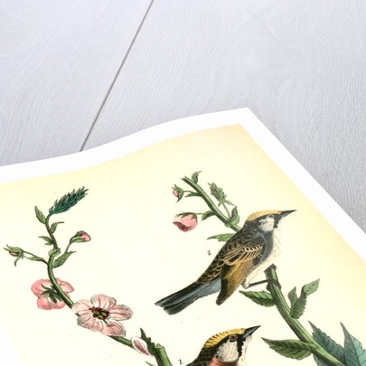 Chestnut-sided Wood-Warbler by John James Audubon