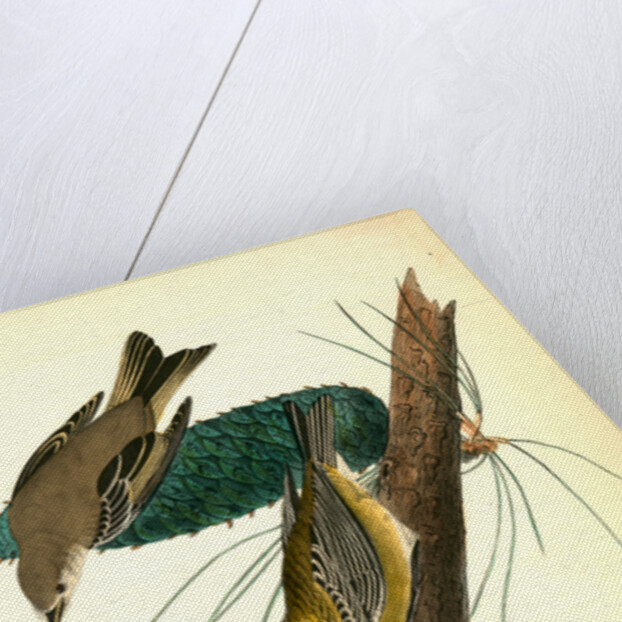 Pine-creeping Wood-Warbler by John James Audubon