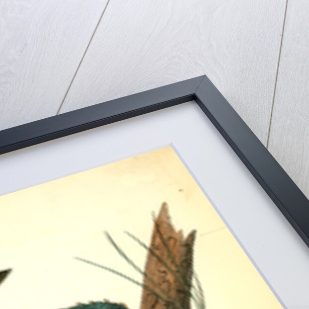 Pine-creeping Wood-Warbler by John James Audubon