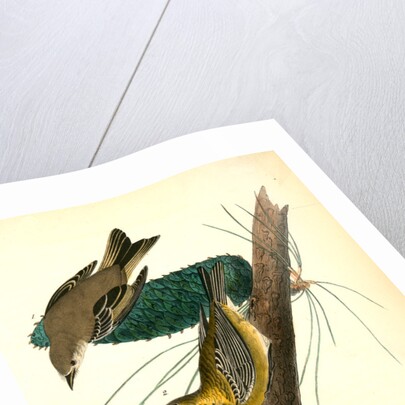 Pine-creeping Wood-Warbler by John James Audubon