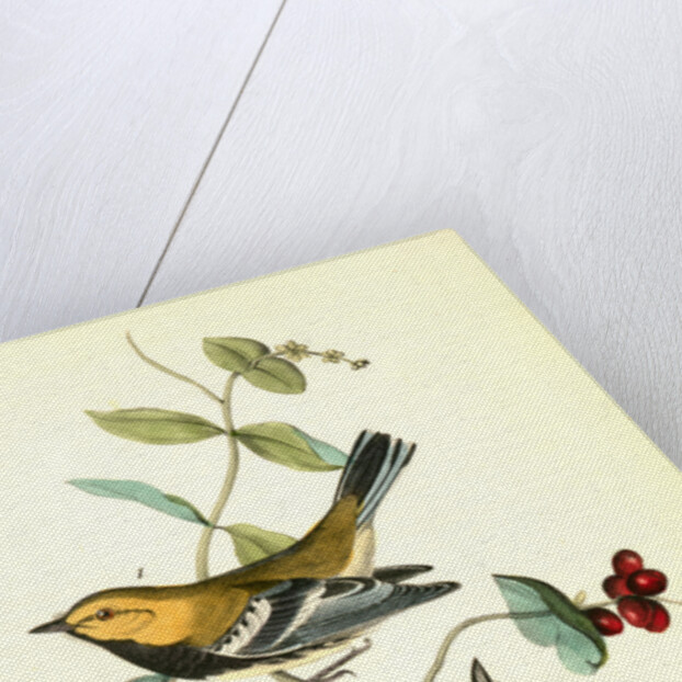 Black-throated Green Wood-Warbler by John James Audubon