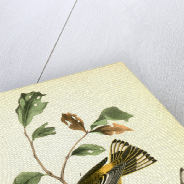 Yellow-throated Wood-Warbler, male. (Chinquapin. Castanea pumila.) by John James Audubon