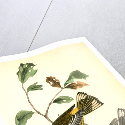 Yellow-throated Wood-Warbler, male. (Chinquapin. Castanea pumila.) by John James Audubon