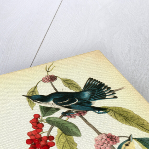 Coerulean Wood-Warbler by John James Audubon