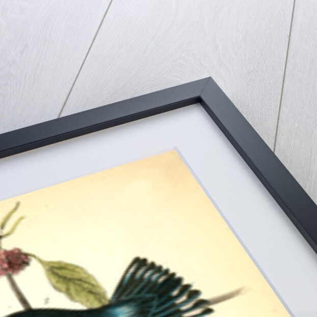 Coerulean Wood-Warbler by John James Audubon