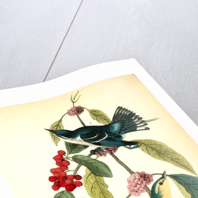 Coerulean Wood-Warbler by John James Audubon