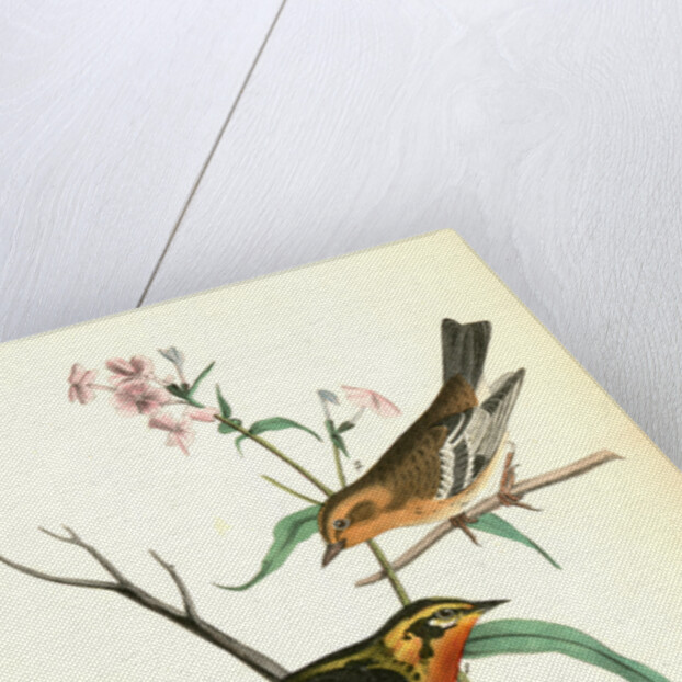 Blackburnia Wood-Warbler by John James Audubon