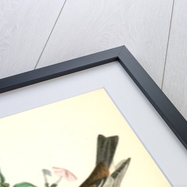 Blackburnia Wood-Warbler by John James Audubon