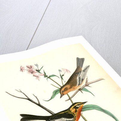 Blackburnia Wood-Warbler by John James Audubon