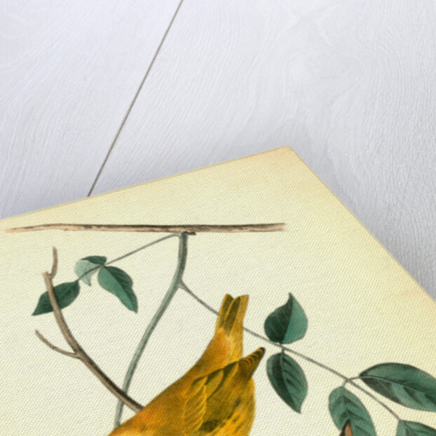 Yellow-poll Warbler. Males by John James Audubon