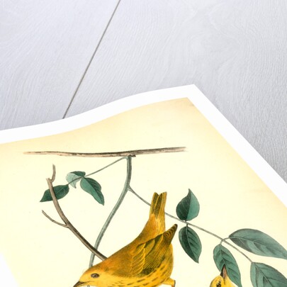 Yellow-poll Warbler. Males by John James Audubon
