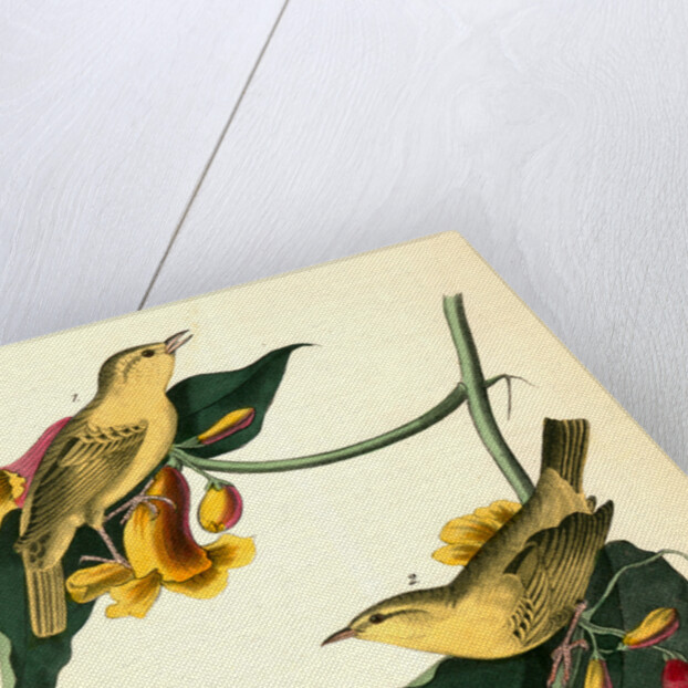 Rathbone's Wood-Warbler by John James Audubon