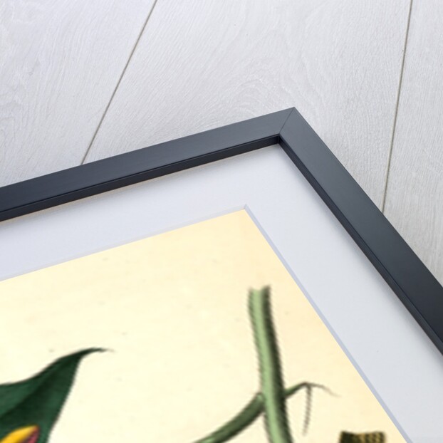 Rathbone's Wood-Warbler by John James Audubon