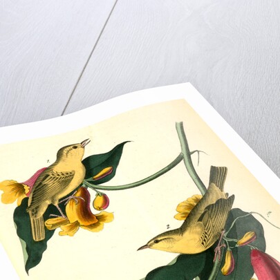 Rathbone's Wood-Warbler by John James Audubon