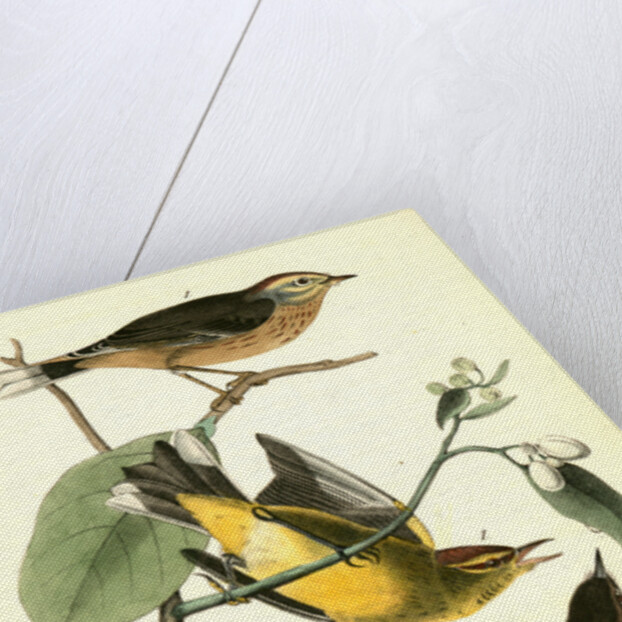 Yellow Red-poll Wood-Warbler by John James Audubon