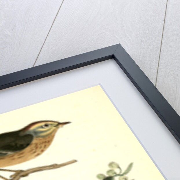 Yellow Red-poll Wood-Warbler by John James Audubon