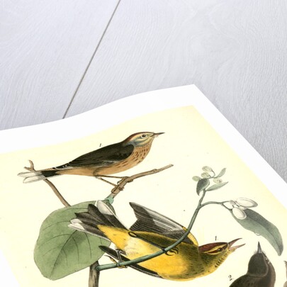 Yellow Red-poll Wood-Warbler by John James Audubon