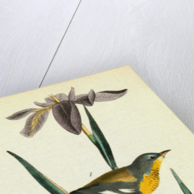 Blue yellow-backed Wood-Warbler by John James Audubon