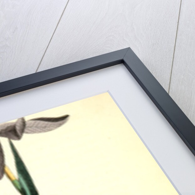 Blue yellow-backed Wood-Warbler by John James Audubon