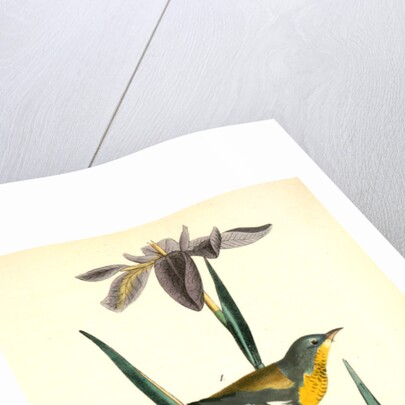 Blue yellow-backed Wood-Warbler by John James Audubon