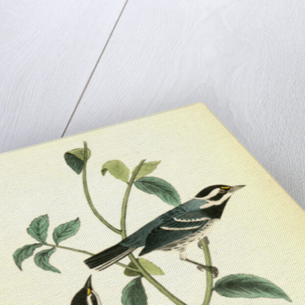 Black-throated Grey Wood-Warbler. Males by John James Audubon