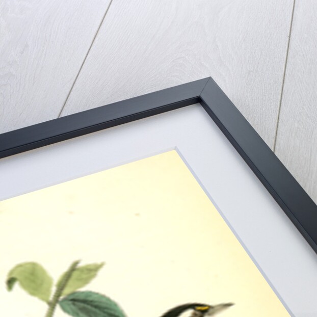 Black-throated Grey Wood-Warbler. Males by John James Audubon