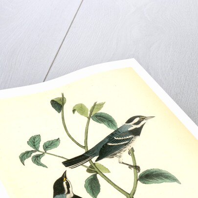 Black-throated Grey Wood-Warbler. Males by John James Audubon