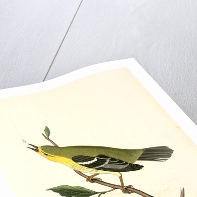 Blue-Mountain Warbler. Male by John James Audubon