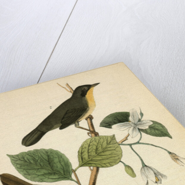 Maryland Ground-Warbler by John James Audubon
