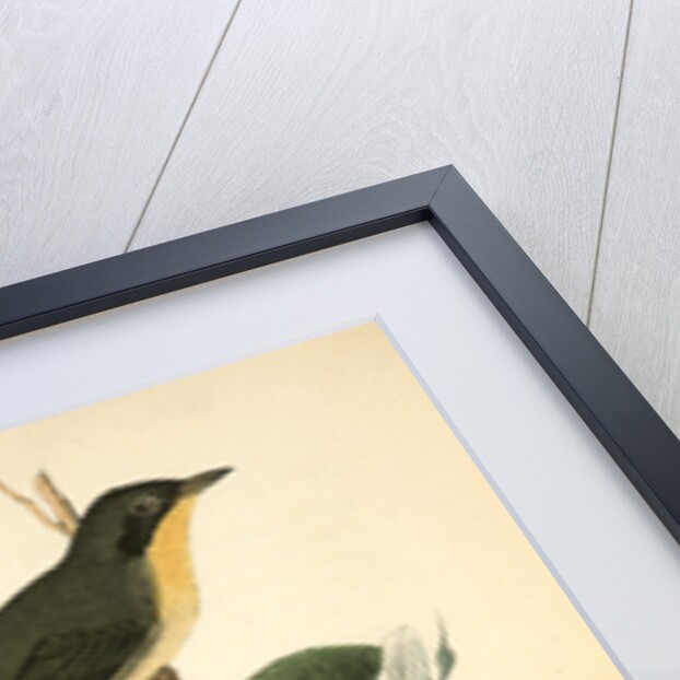 Maryland Ground-Warbler by John James Audubon