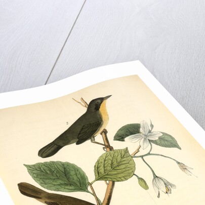 Maryland Ground-Warbler by John James Audubon