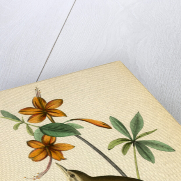 Swainson's Swamp-Warbler. Male. (Orange-coloured Azalea. Azalea caledulacea) by John James Audubon