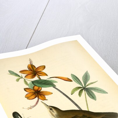 Swainson's Swamp-Warbler. Male. (Orange-coloured Azalea. Azalea caledulacea) by John James Audubon