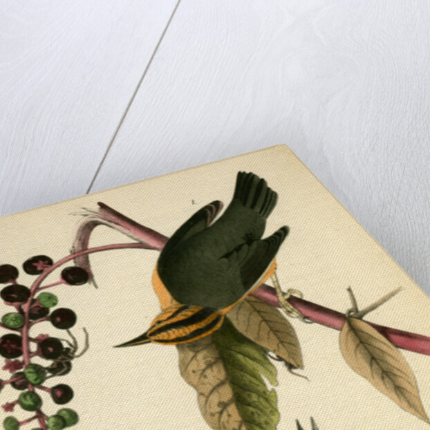 Worm-eating Swamp-Warbler by John James Audubon