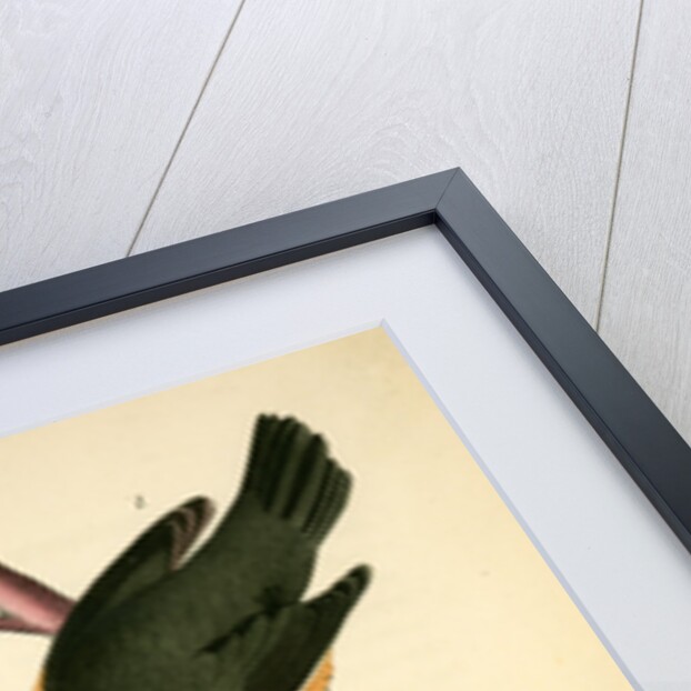 Worm-eating Swamp-Warbler by John James Audubon