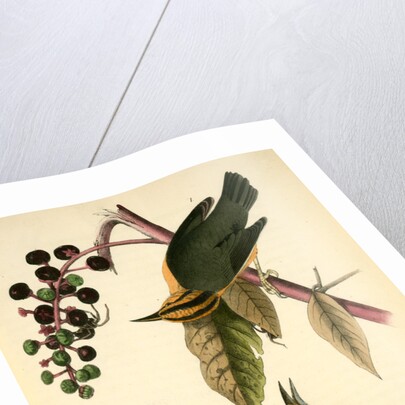 Worm-eating Swamp-Warbler by John James Audubon