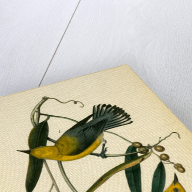 Prothonotary Swamp-Warbler by John James Audubon