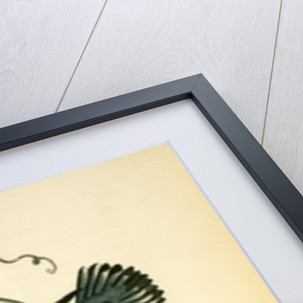 Prothonotary Swamp-Warbler by John James Audubon